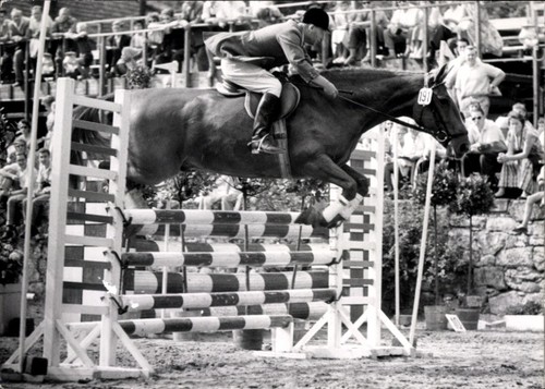 Foto springreiten sprung - ak, springreiten,