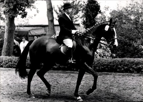 Foto springreiten reiter - foto, springreiten,