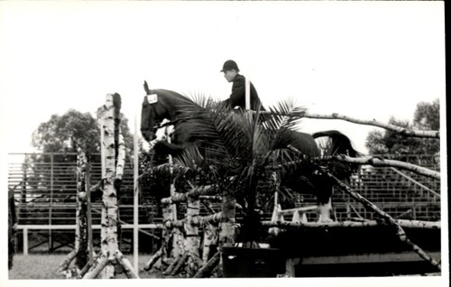 Foto springreiten sprung - springreiten,,